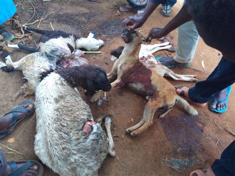 Clever and professionel women killing. Residents Kill Dog That Killed 50 Goats & Sheep In Kenya ...