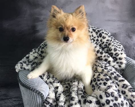 ◄◄ ◄ previous page page 12 of 2684 next page ► ►►. Pomeranian dog for Adoption in Garland, TX. ADN-627359 on ...
