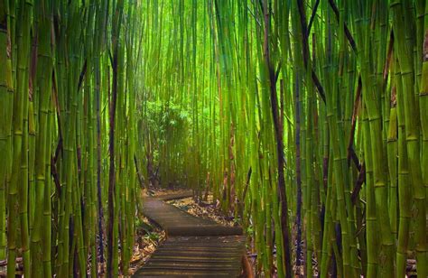 Bamboo Japanese Garden Garden Forest Path Wallpaper Nature And