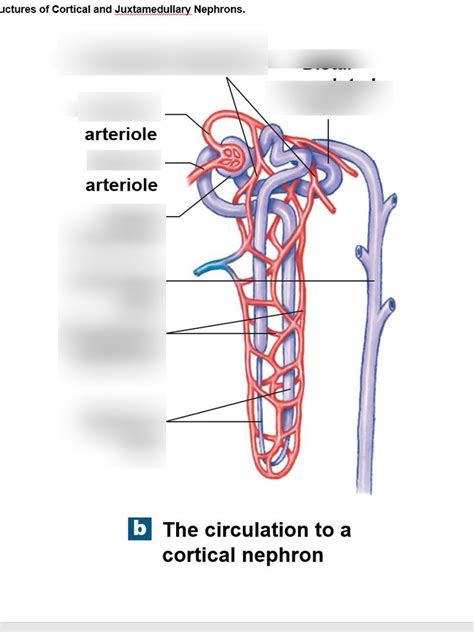 Cortical And Juxtamedullary Nephrons Diagram Quizlet