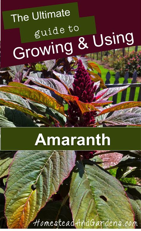 The Ultimate Guide To Growing And Using Amaranth A Gluten Free