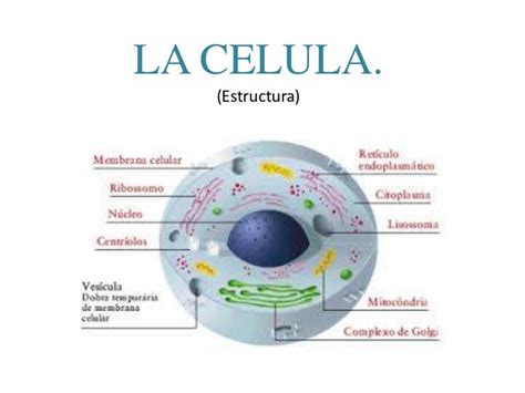 La Celula Biologia