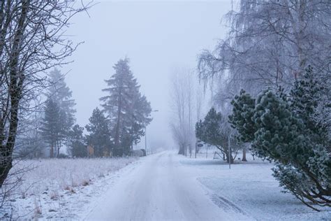 Wallpaper Forest Road Cold Frost Rime Freezing Tree Weather
