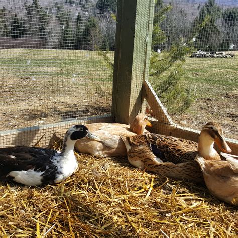 When Choosing Types Of Ducks To Raise You Can Focus On Egg Production