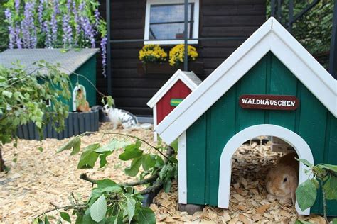 Rabbit Village Rabbit Playground Dog Room Decor Rabbit Shed