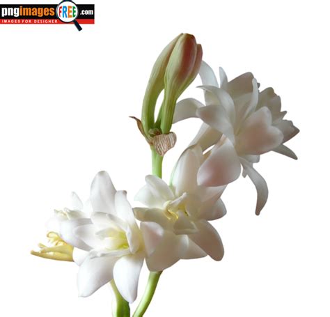 Rajnigandha Flower Hd Pic Best Flower Site