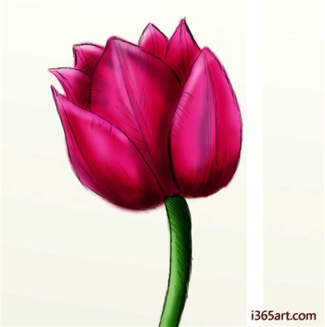 How To Draw A Beautiful Tulip In Seven Simple Steps Feltmagnet