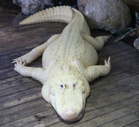 Albino Alligator Only 12 Know Alive In The World Rpics