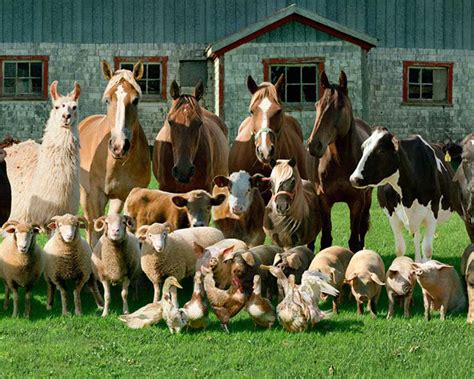 Скотный двор в гламуре шикарные портреты животных на ферме