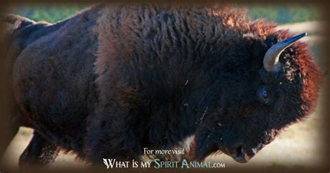 Buffalo Simbolismo E Significato Spirito Totem E Potere Animale Lima