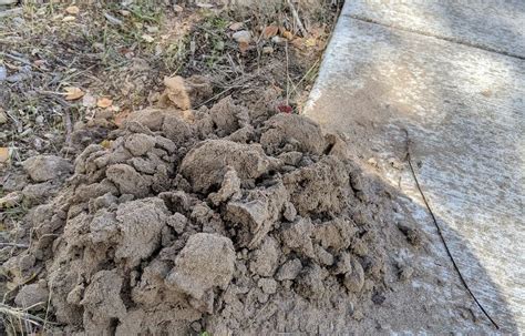 What Animal Is Making Dirt Mounds In My Yard Solved