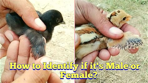 how to identify male and female chicks difference between male and
