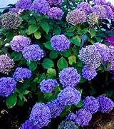 Images of How Much Aluminum Sulfate For Hydrangea