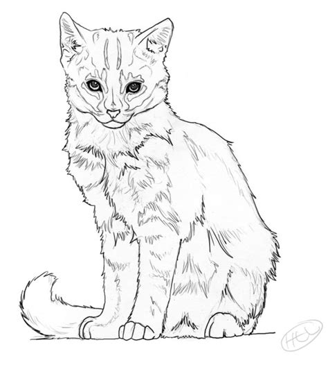 Realistic Cat Coloring Pages Printable Sketch Colorin
