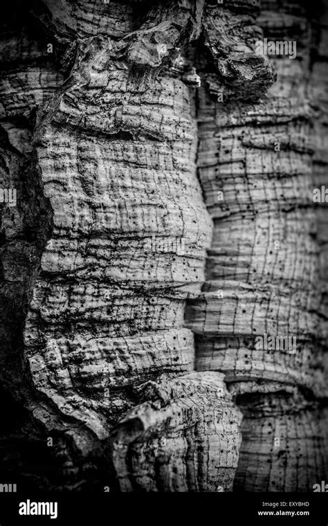 Tree Bark Black And White Stock Photos And Images Alamy