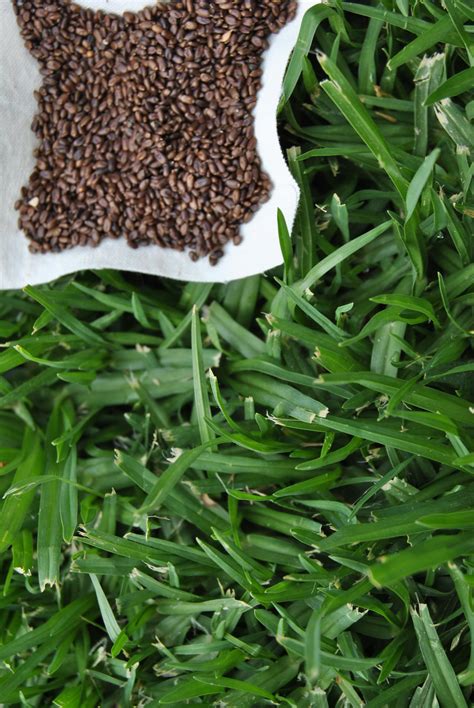 Find content updated daily for how to grow grass in backyard. Pure grass seed - kikuyu - nothing else added