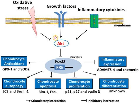 ijms free full text role of forkhead box o transcription factors in oxidative stress induced