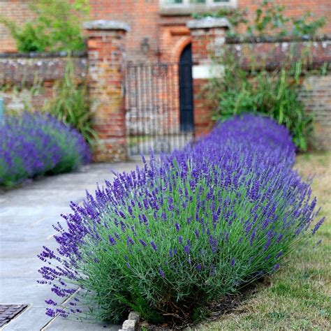 Buy Lavender Lavandula Angustifolia Hidcote Delivery By Waitrose Garden