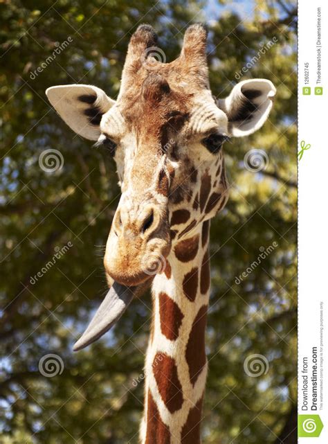 10+ vectors, stock photos & psd files. Giraffe With Tongue Sticking Out Royalty Free Stock Photo ...