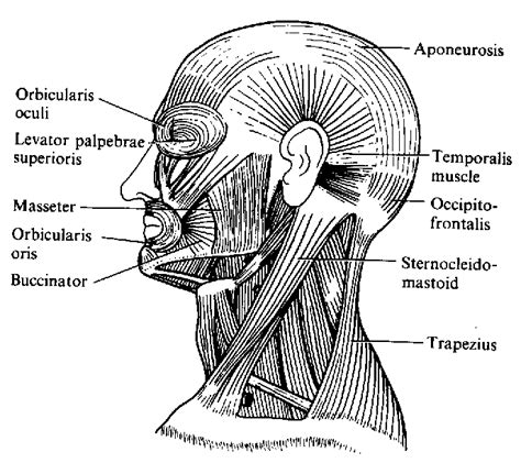 Neck Face Muscles Anatomy