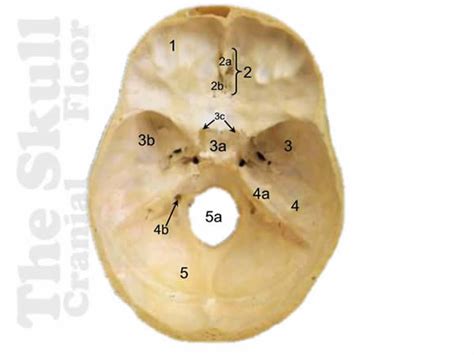 Cranial Floor Skull Diagram Quizlet