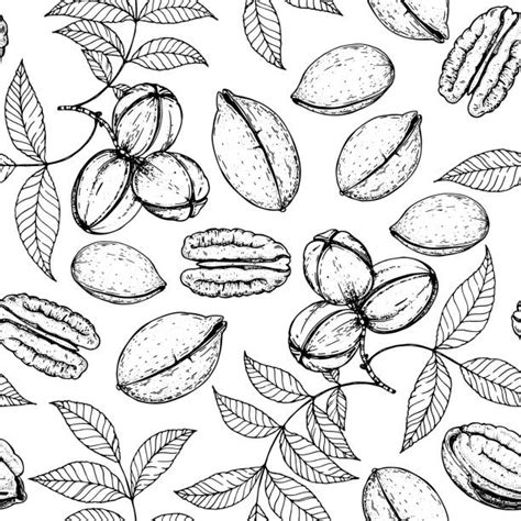 Pecans Texture Illustrations Royalty Free Vector Graphics And Clip Art
