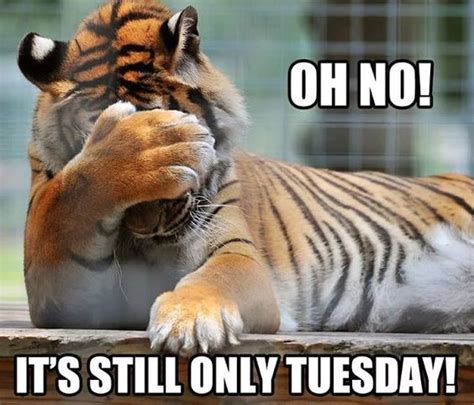 Today is happy tuesday , we have some awesome happy tuesday meme to share with your community all day. Oh No! It's Still Only Tuesday Pictures, Photos, and ...