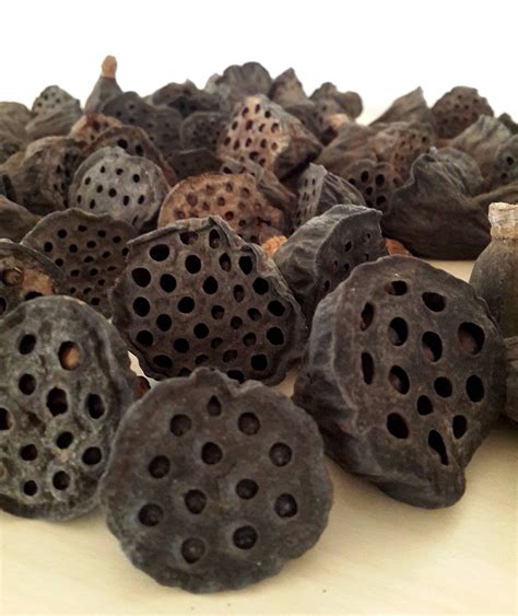 Lotus Flower Pods Lotus Dried Pods Lotus Seed Pods Dried Etsy