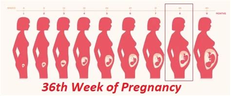 36th Week Of Pregnancy Four Weeks To Go Credihealth