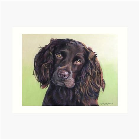 Boykin Spaniel Art Prints Redbubble