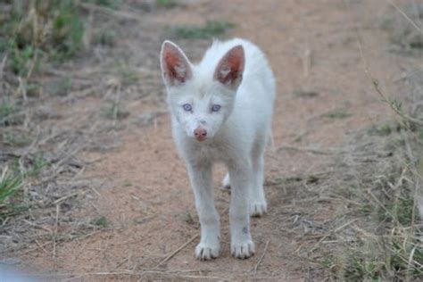 Black Backed Jackal The Retriever Dog And Wildlife Blog Albino