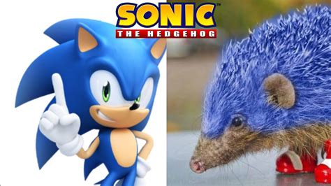 Sonic The Hedgehog All Characters In Real Life Youtube