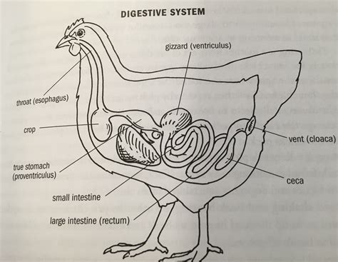 Chicken Anatomy Vent Anatomy Drawing Diagram