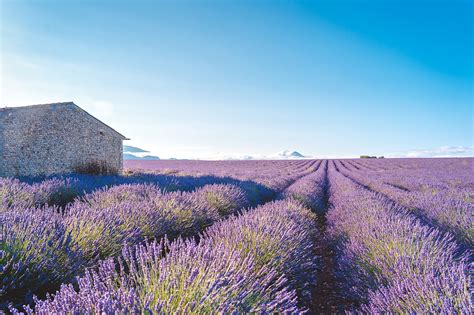 Ngất Ngây Trước Vẻ đẹp Của Cánh đồng Hoa Lavender ở Pháp Qua ống Kính