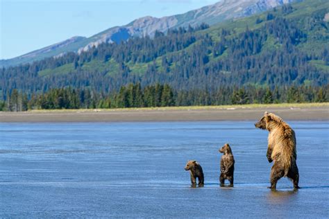 Adventures In Photography Alaskan Grizzly Bears With