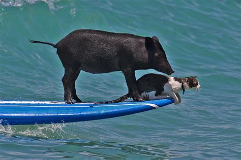 When Pigs Surf Shutterbug