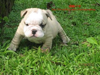 Manage your video collection and share your thoughts. 英國鬥牛犬~幼犬~,賣英國鬥牛犬 寵寵微積-寵物買賣-寵物論壇