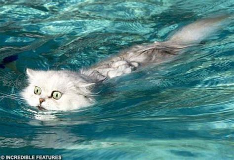All cats have the potential to enjoy playing with water, and even swimming, if they have lots of opportunities to have fun with water can cats swim in a pool? Swimming Cats. Part 2 (30 pics)