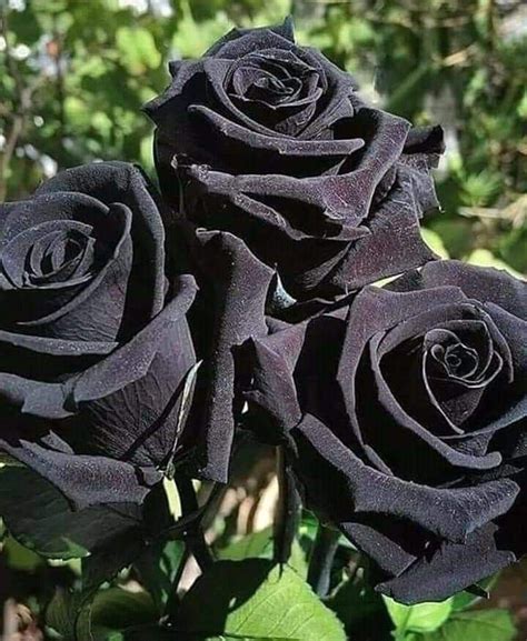 Pin By Sarvi On Plants In 2020 Black Rose Flower Black Flowers