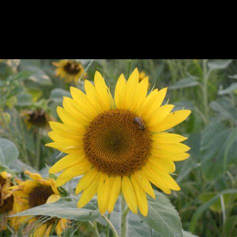 Sunflower Sunflower Plants Pictures