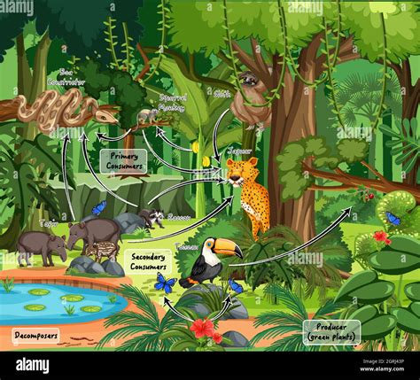 Diagram Showing Food Web In The Rainforest Stock Vector Image And Art Alamy