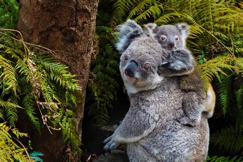 Los leones del sur y este de áfrica, como el que vemos en la imagen, son más conocidos que sus parientes de áfrica occidental, que suelen ser más pequeños y están ahora en peligro de extinción. ¿Están los koalas en peligro de extinción? | Nexu.es