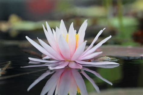 This video shows the best and easiest way to change name , date of birth , address , photo of your voter id card online. The delicate water lily: A rose by another name ...