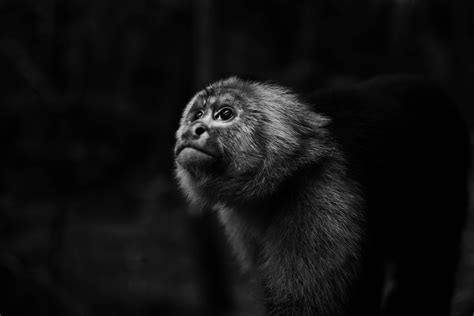 Monochrome Photo Of Monkey Looking Upwards · Free Stock Photo