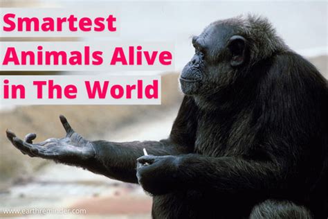 Top 10 Smartest Animals Alive In The World Earth Reminder