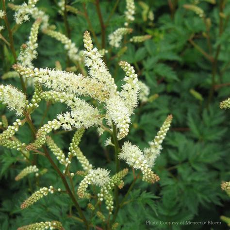 Aruncus Aethusifolius Noble Spirits Dwarf Goat S Beard From Sandy S Plants