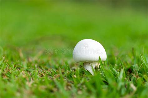 White Mushroom With Green Grass Stock Photo Image Of Organic Brush