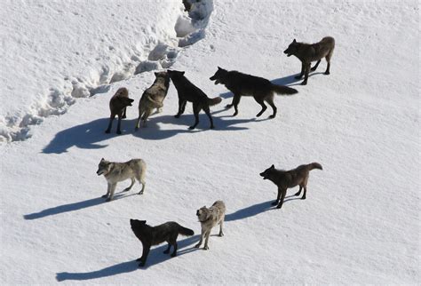 Museum Minute Reintroduction Of Wolves To Yellowstone Wyoming Public