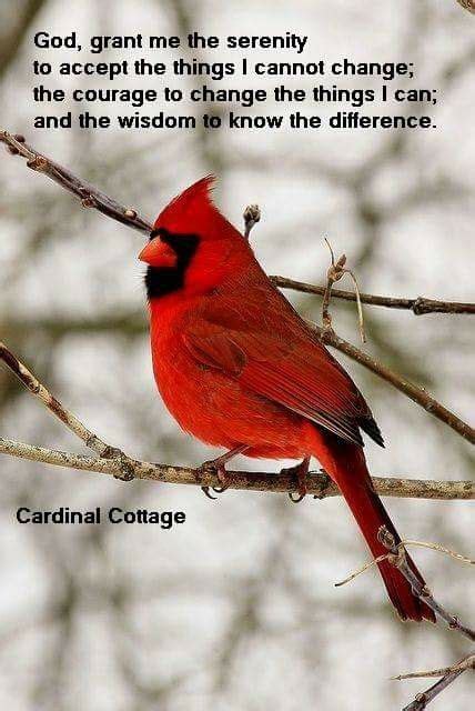 62 New Ideas For Red Bird Quotes Signs Heavens Cardinal Birds Bird