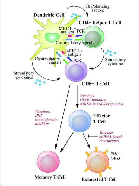 T Cell Activation Process